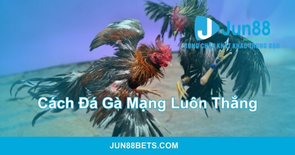 Cách đá gà mạng luôn thắng