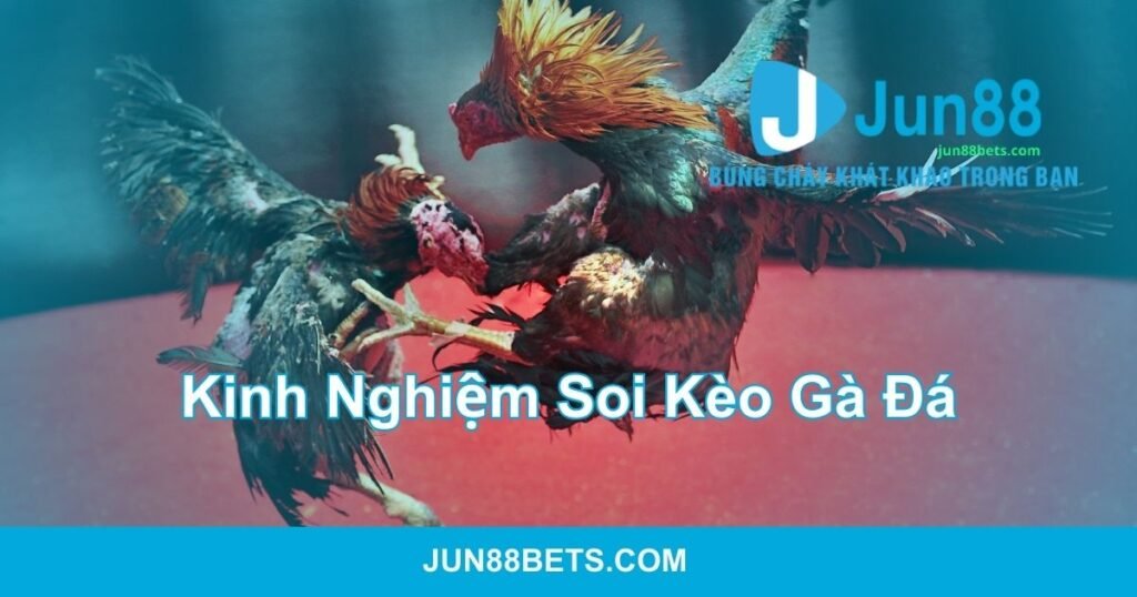 Kinh nghiệm soi kèo gà đá